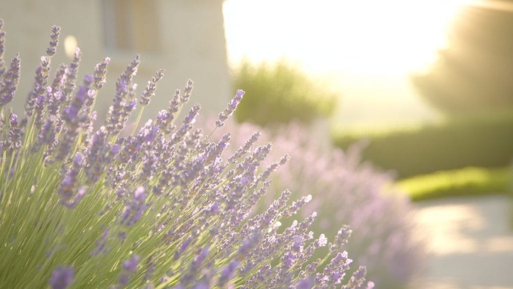 Châteauneuf Val Saint Donat